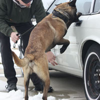 Police K9 Narcotic Detection Class for Dual Purpose Police Dogs